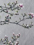 玉玉兰