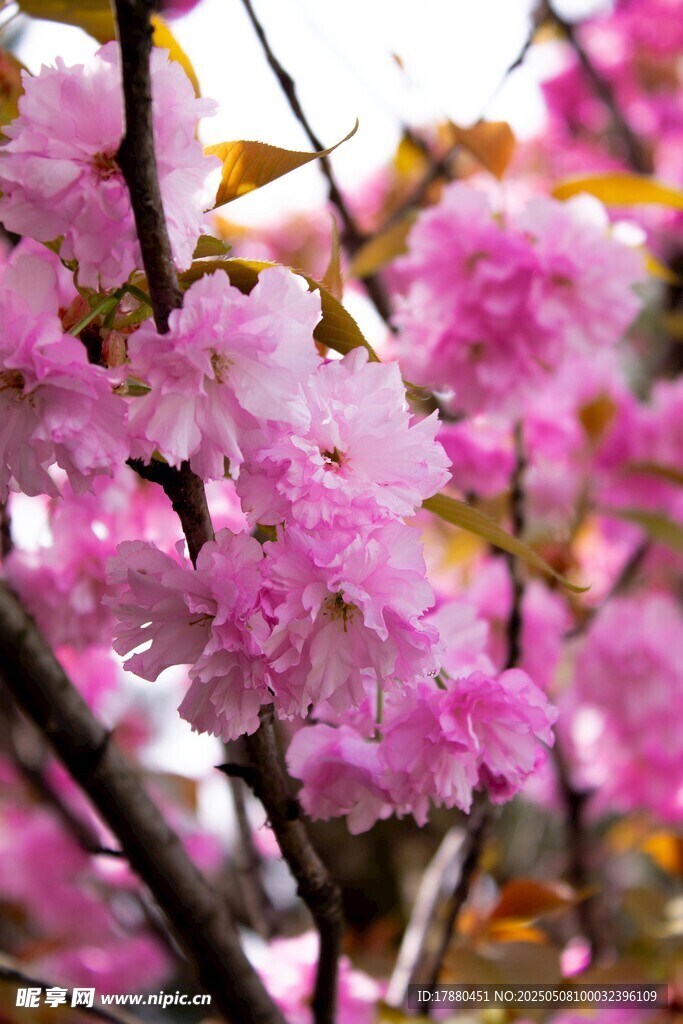 樱花