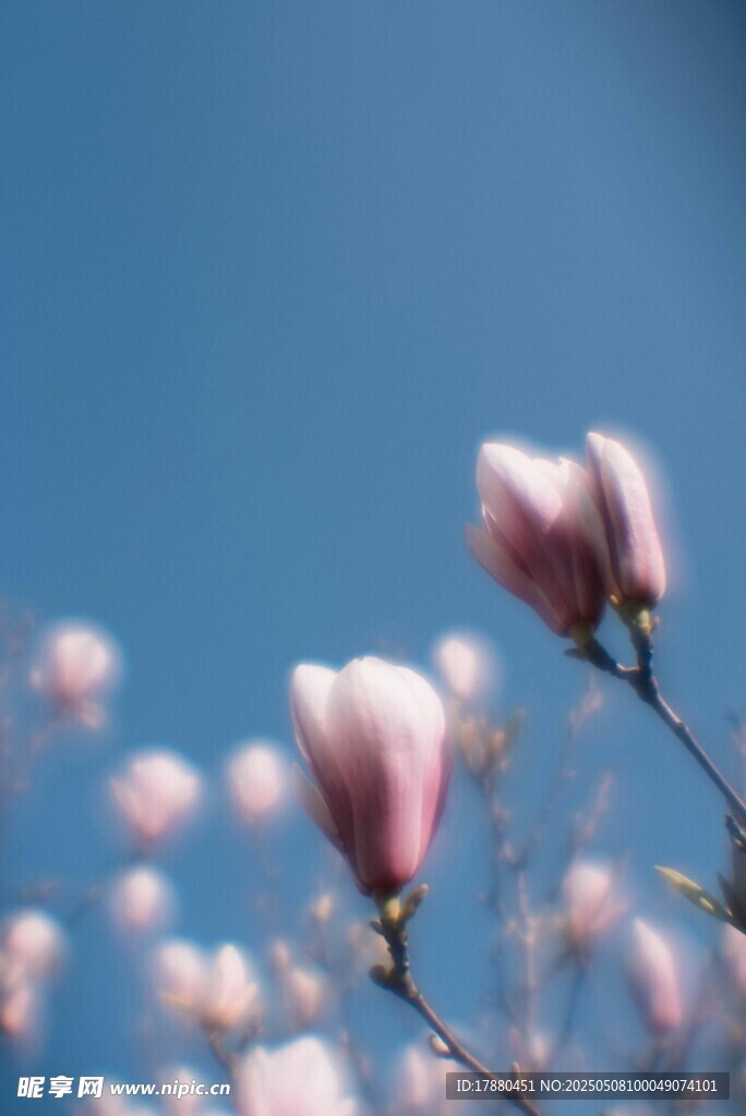 玉兰