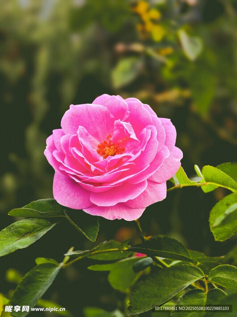 月季