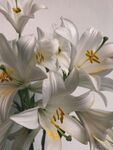 百合花