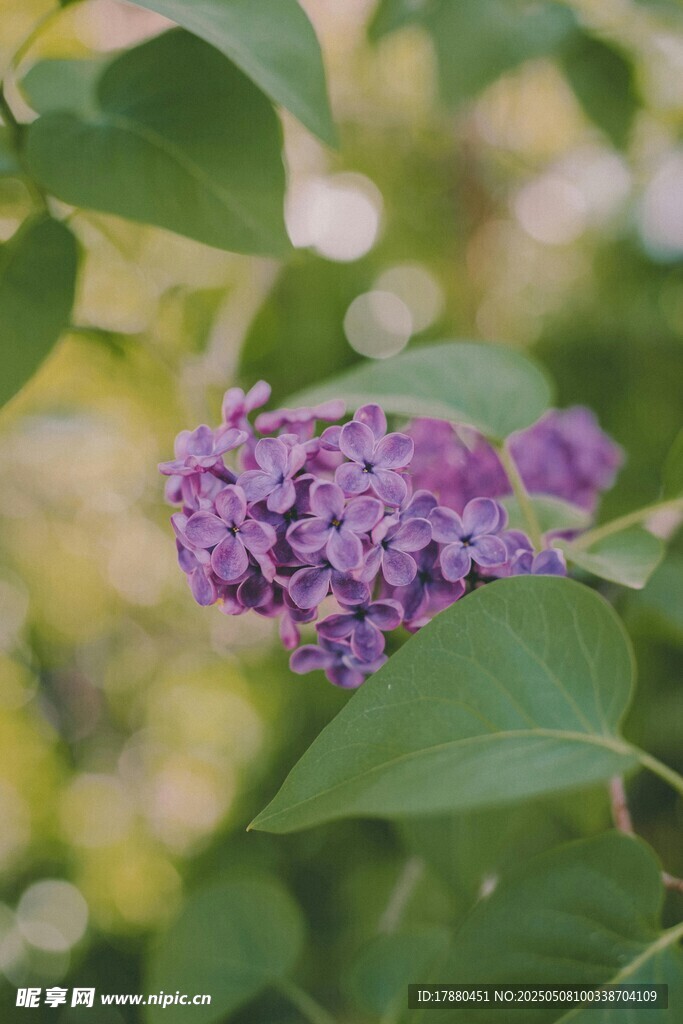 紫丁香