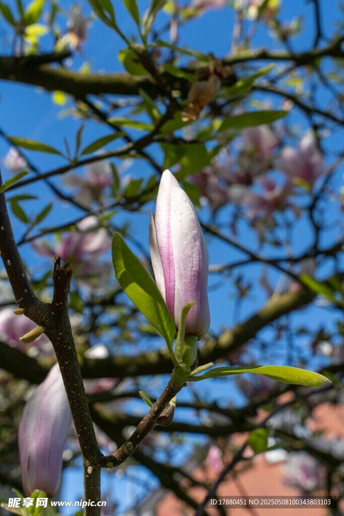 玉兰花