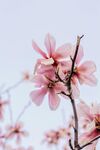 玉兰