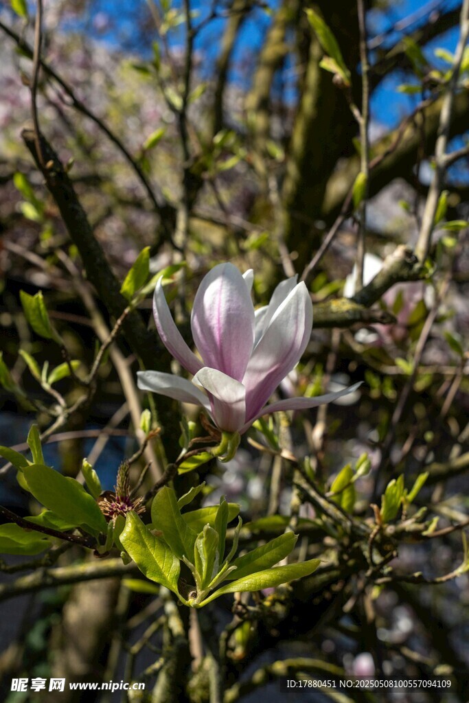 玉兰花