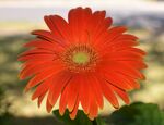 红色非洲菊
