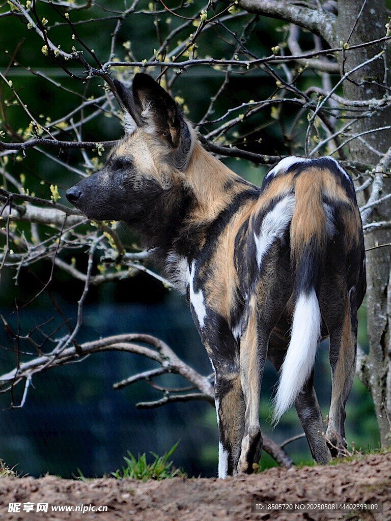 非洲野犬