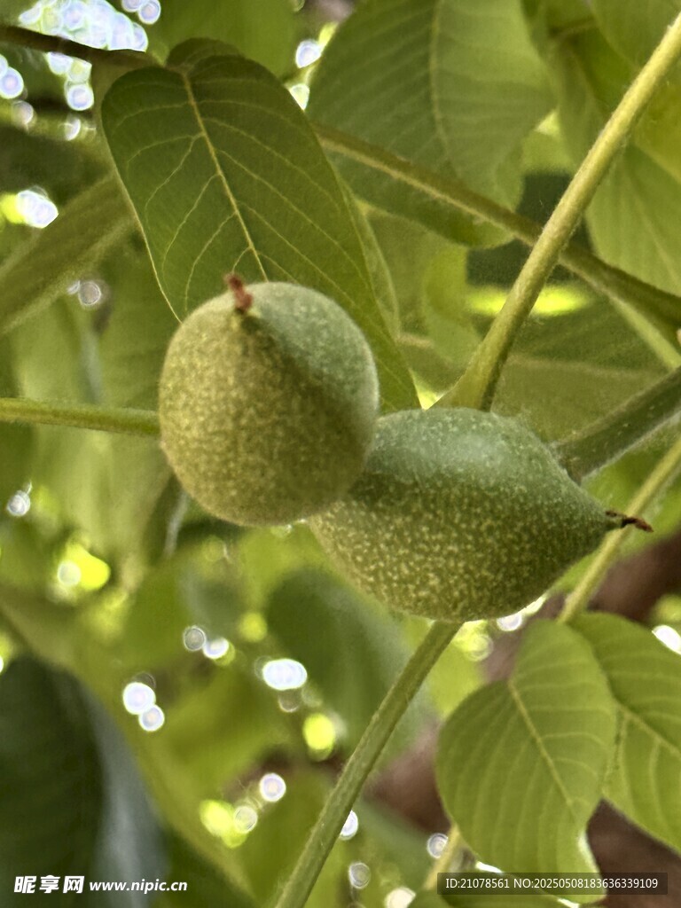 枝头青核桃