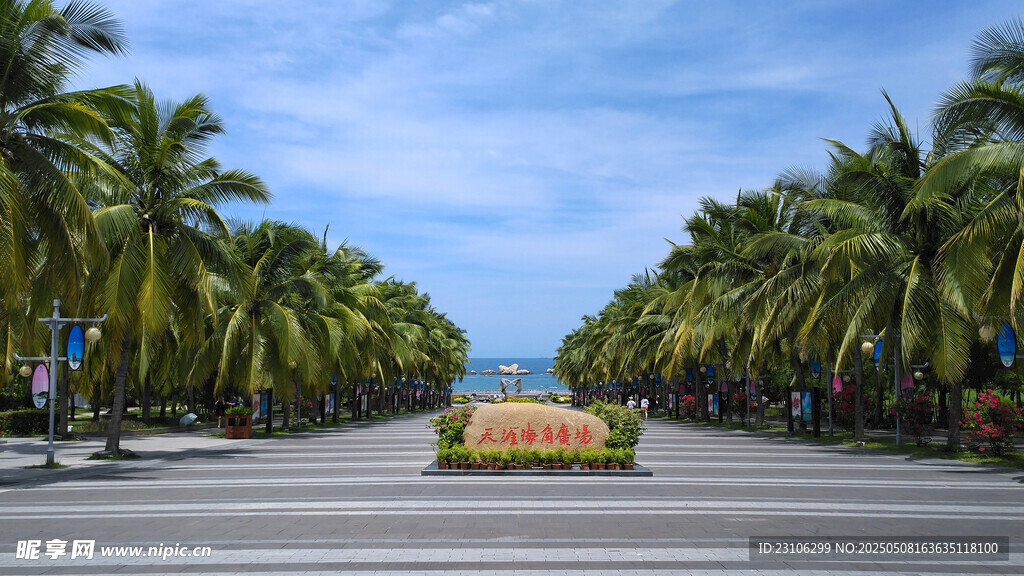 椰树夹道的美丽道路景观
