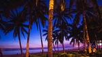 海边椰林夜景迷人风光