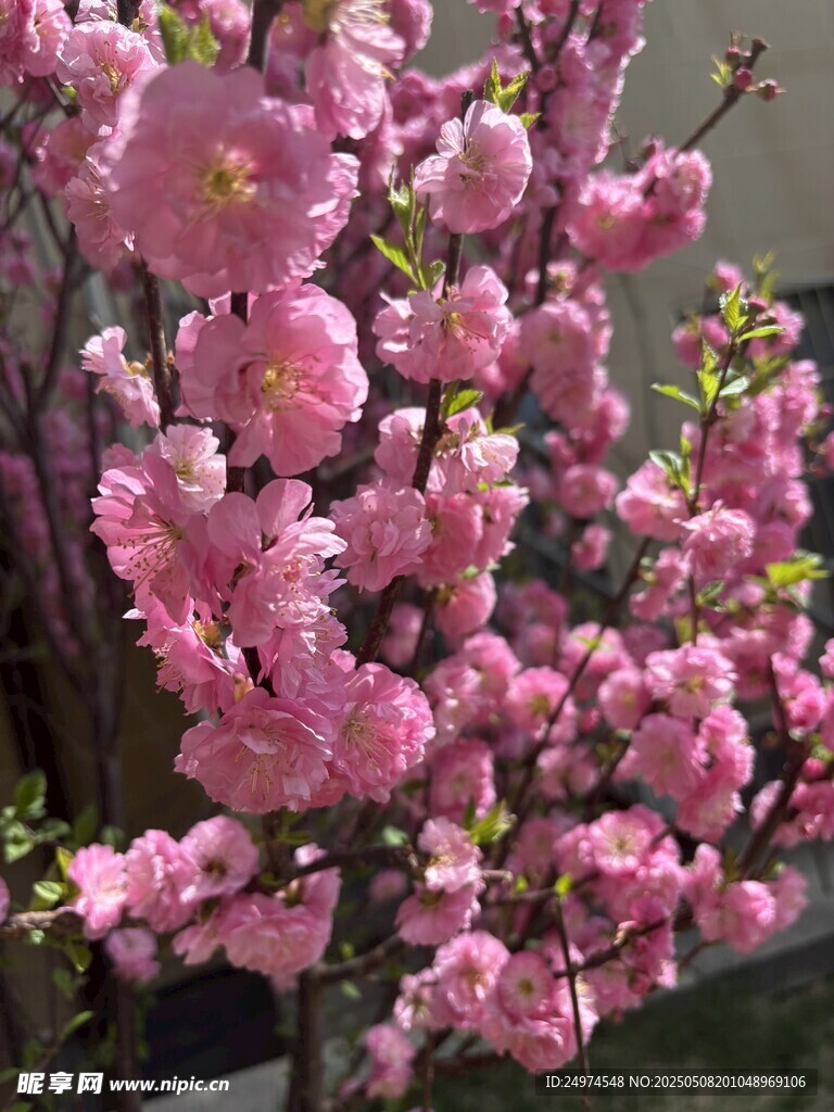 娇艳盛开的粉色繁花