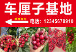 车厘子  樱桃