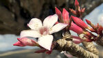 沙漠树花