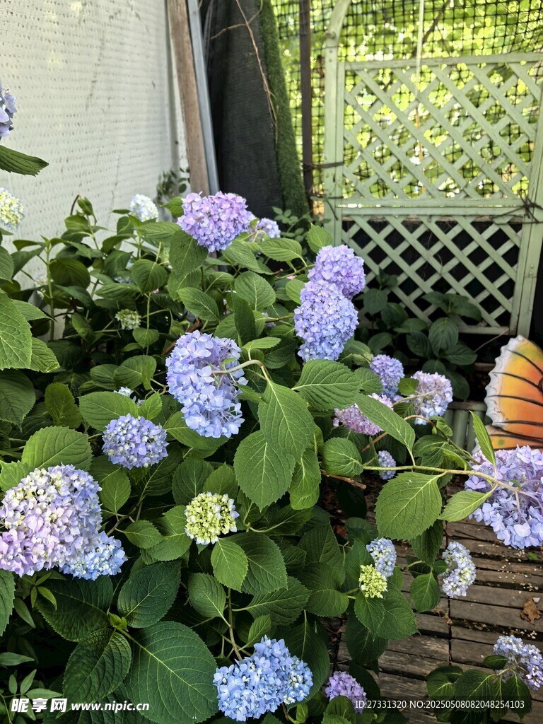 蓝紫色绣球花与多彩物件