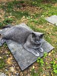 蓝猫