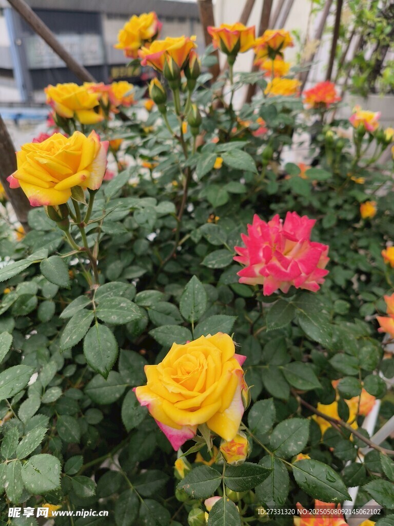 多彩月季花绽放