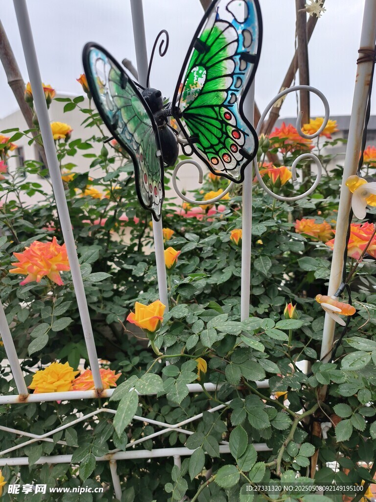 花园中的彩蝶与缤纷花卉