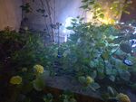 夜幕下的绿植景致