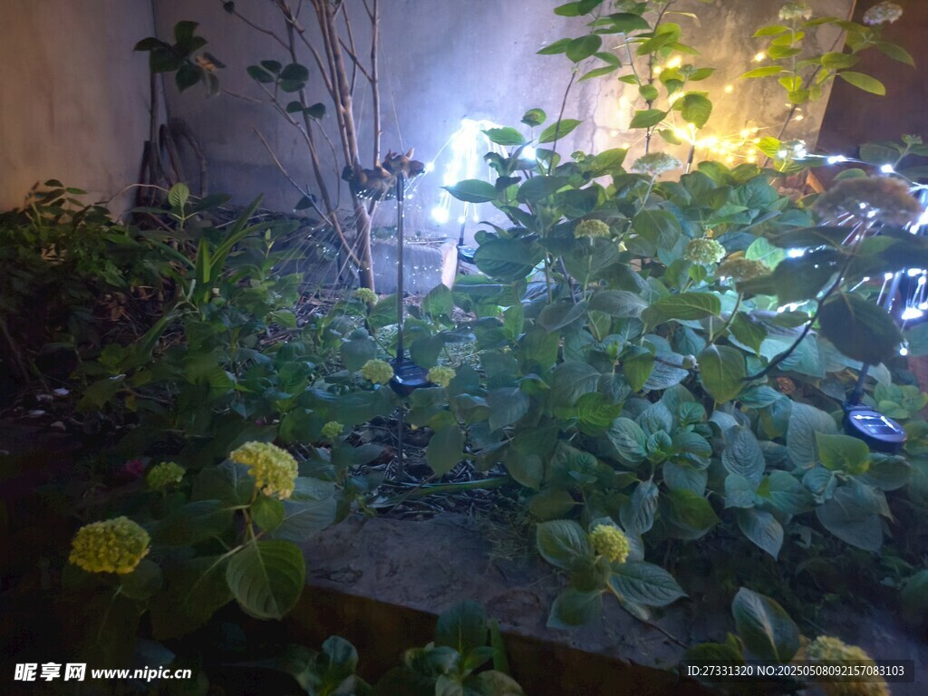 夜幕下的绿植景致