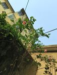 绿叶掩映下的老旧建筑一角