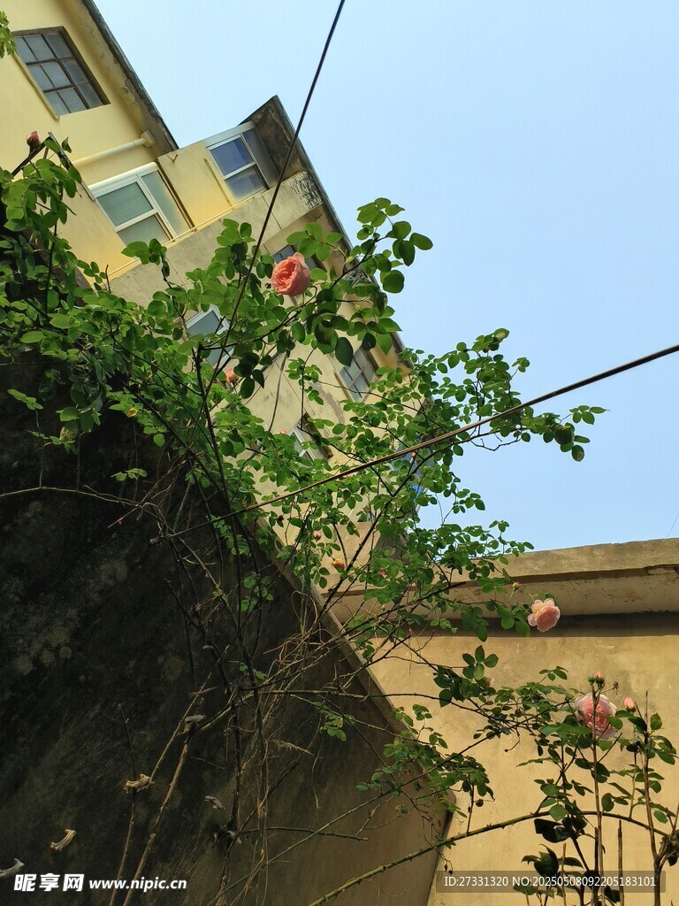 绿叶掩映下的老旧建筑一角