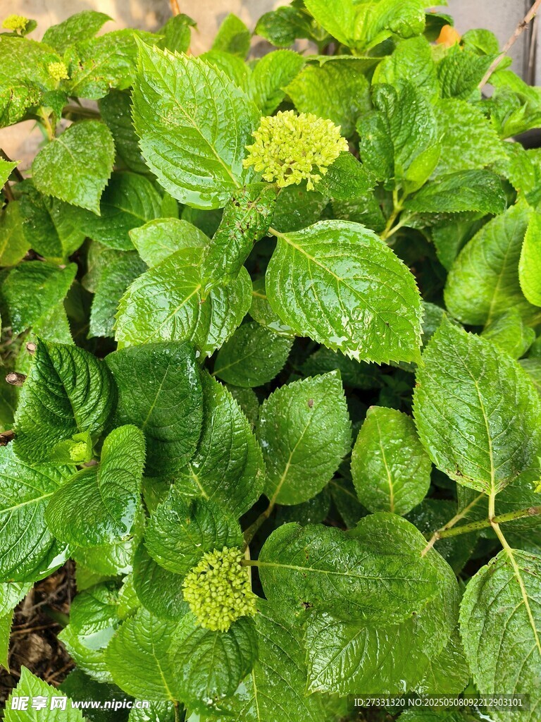 翠绿繁茂的绿叶植物