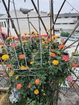 多彩花卉装点金属围栏