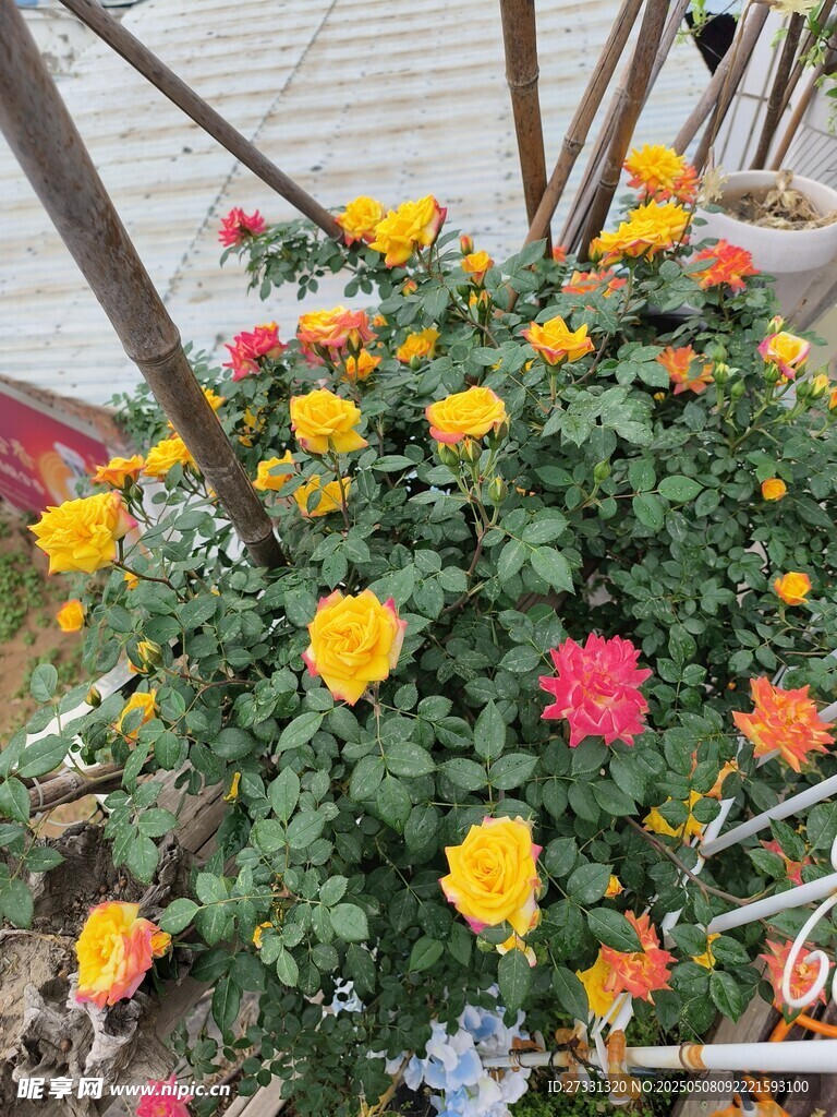 多彩花卉装点户外角落