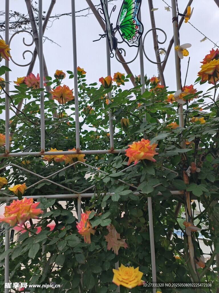 铁艺架上绽放的多彩花朵