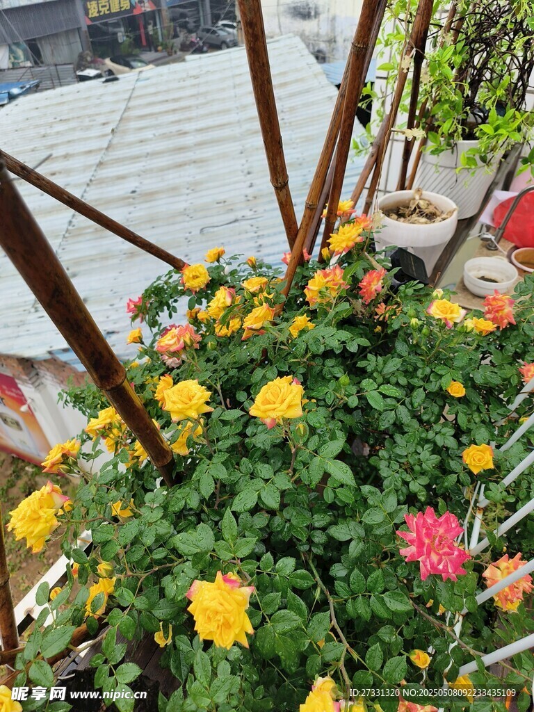 多彩花卉装点户外角落
