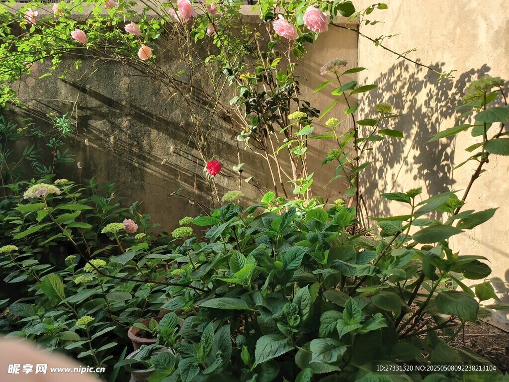 花园绿植与绽放的花朵