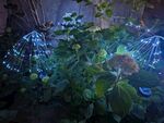 梦幻蓝光植物景观
