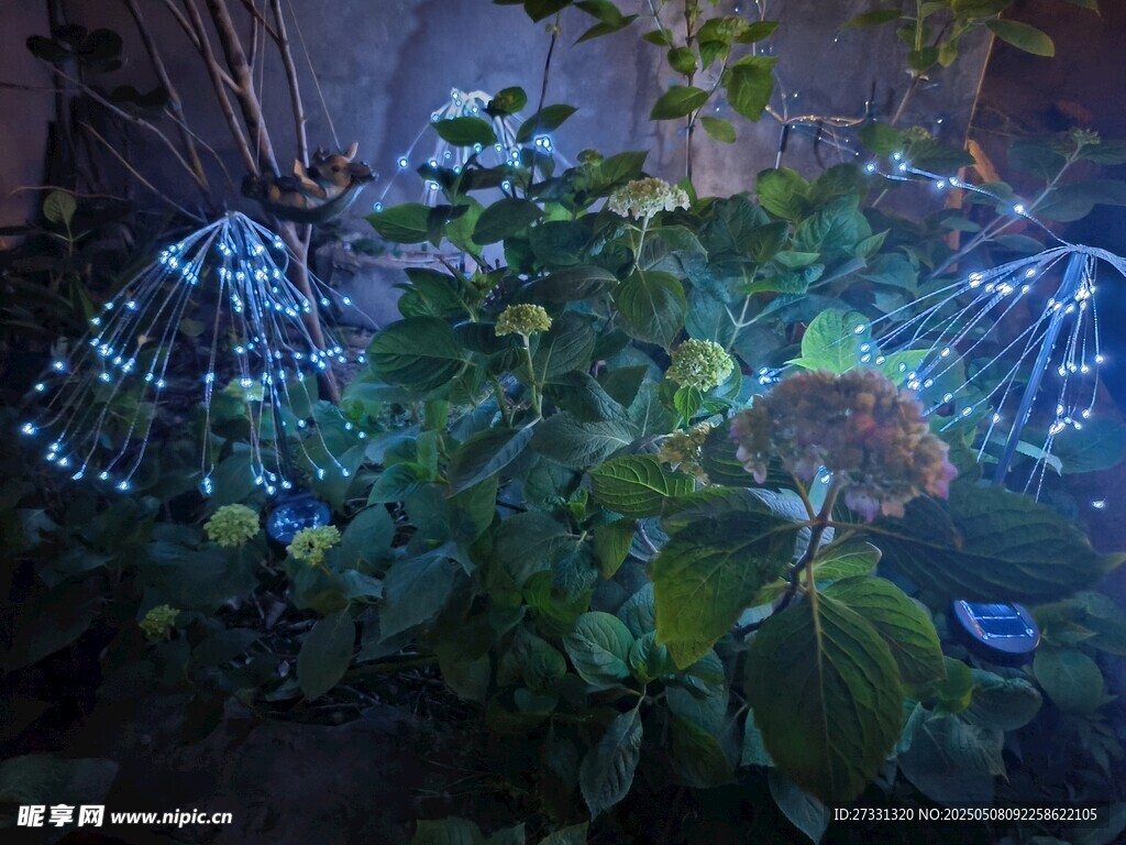 梦幻蓝光植物景观