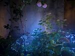 梦幻植物景观营造神秘氛围