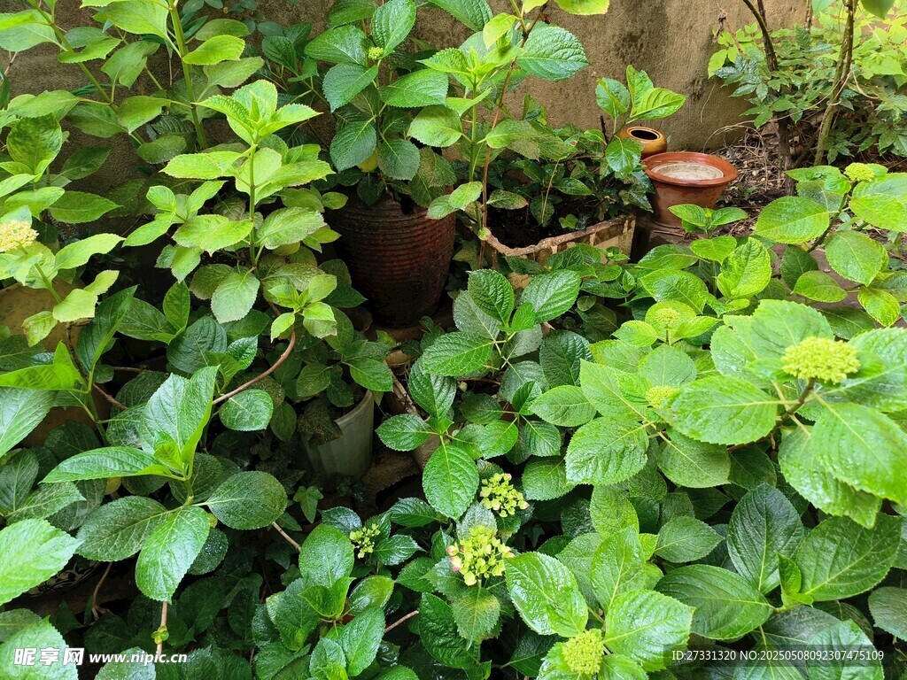 繁茂绿植生机盎然