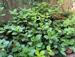 茂盛绿植生机勃勃的景象