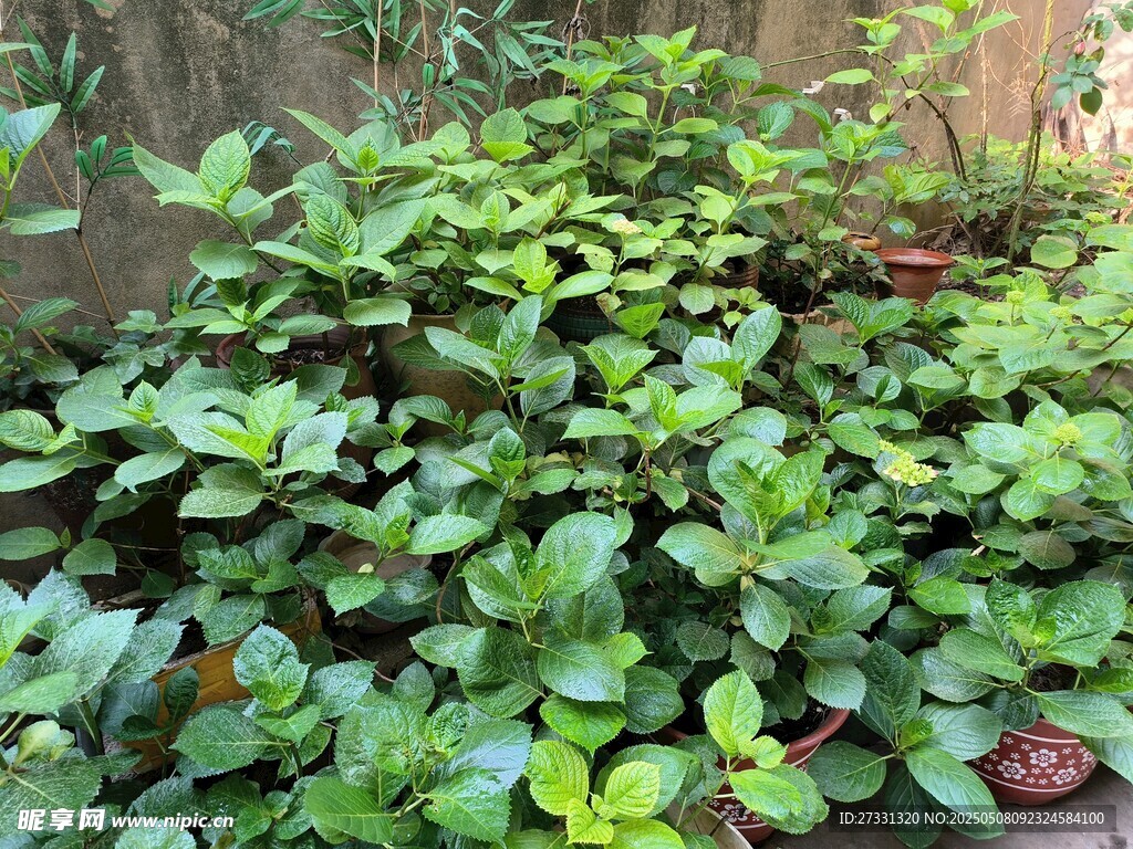 茂盛绿植生机勃勃的景象