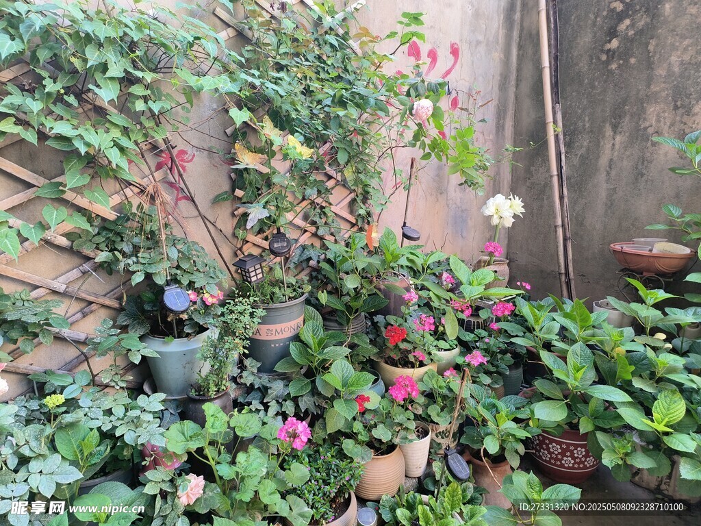 庭院多彩盆栽植物景观