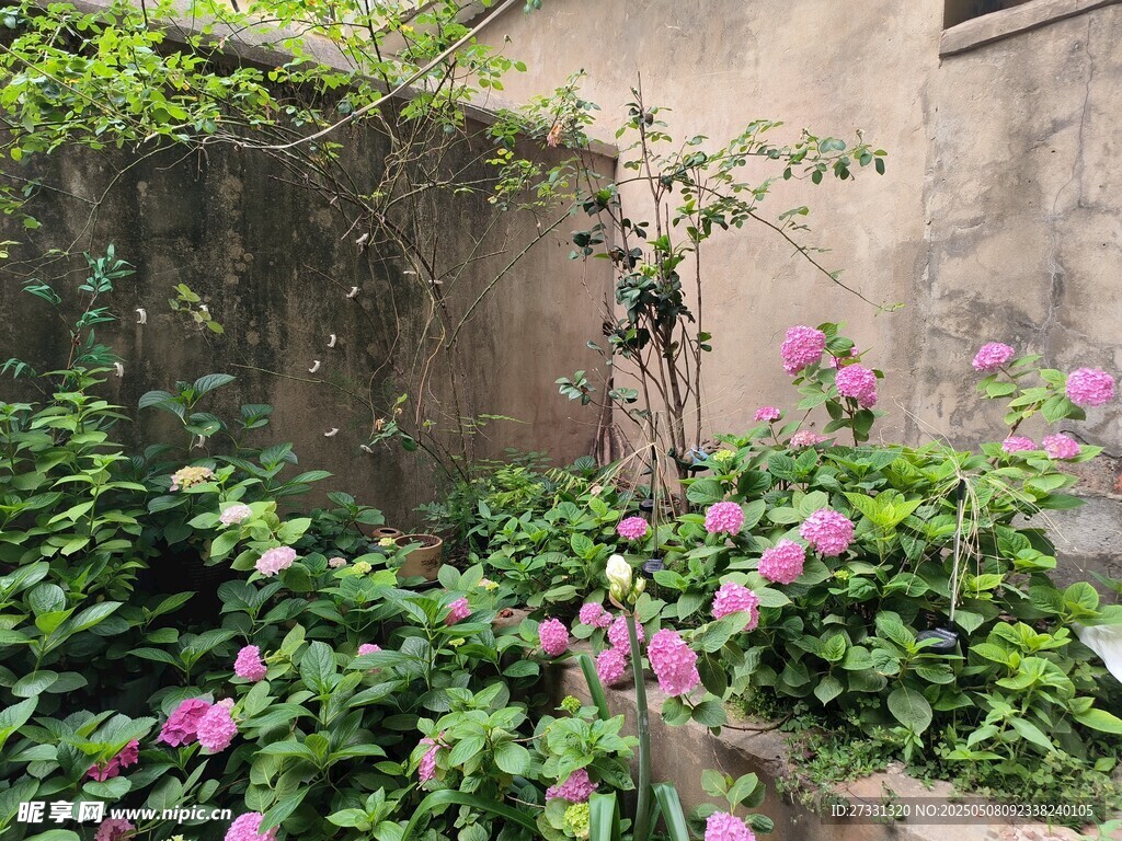 墙边繁茂绿植与娇艳繁花