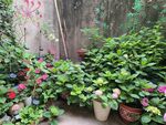 庭院绿植花卉景致