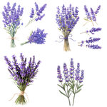 紫色薰衣草花束与花枝