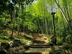 竹林中的幽静石阶小路