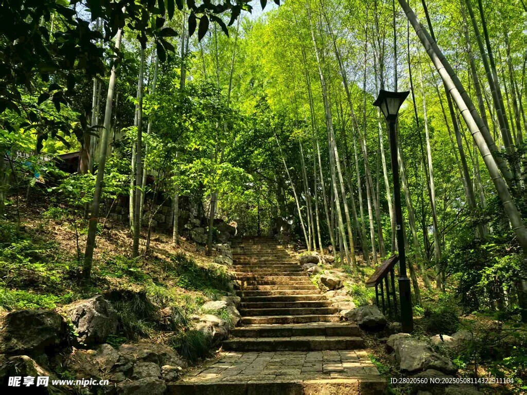 竹林中的幽静石阶小路