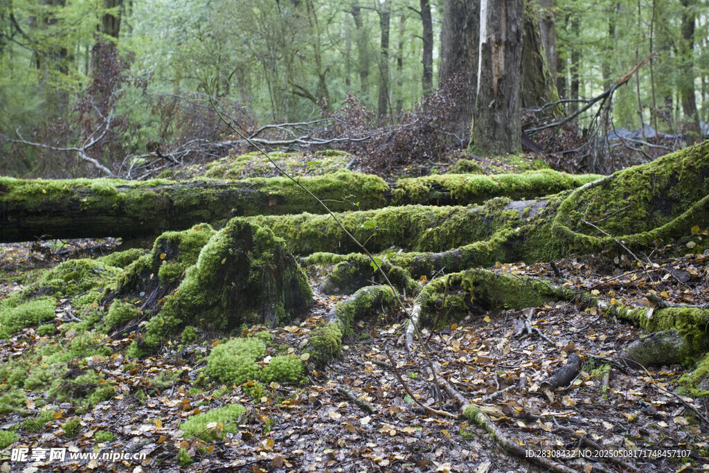 新西兰 树林 苔藓 