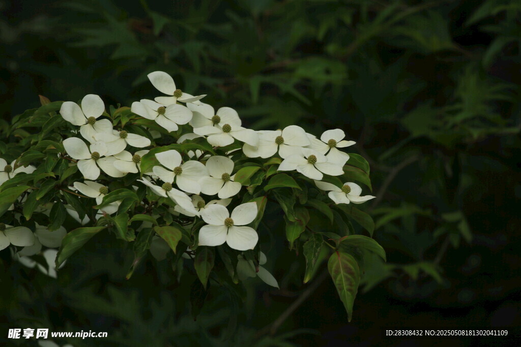 白色琼花绽放绿叶间