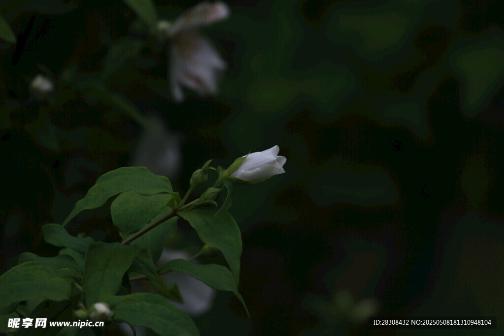 清新绽放的白色小花