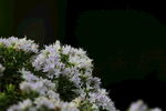 白色繁花绽放