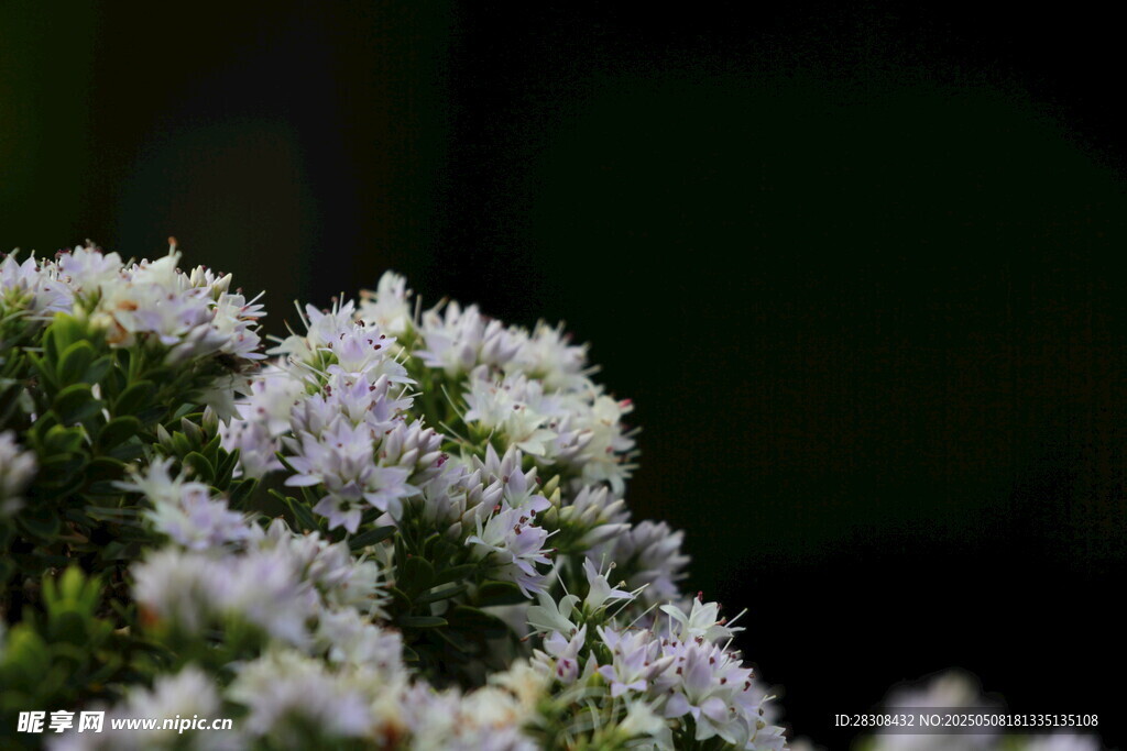 白色繁花绽放