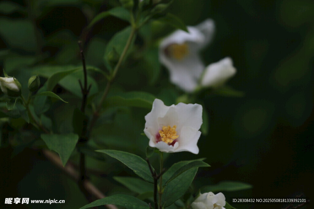 白色花朵绽放绿叶间