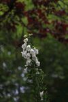 枝头绽放的洁白花朵